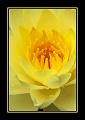 © Bloemen en planten 5 